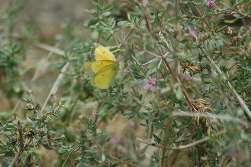 iNaturalist observation photo of Orange Sulphur