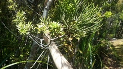 Halocarpus kirkii