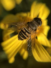 Syrphidae