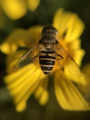 Syrphidae