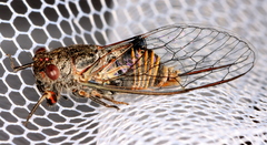 Popplepsalta notialis