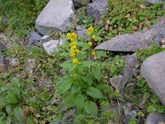 Solidago cuprea
