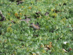 Laterallus melanophaius