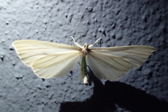 Macrosoma napiaria