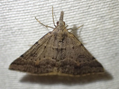 Dichromodes mesogonia