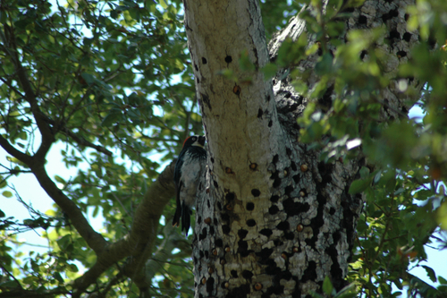 iNaturalist observation photo of Acorn Woodpecker