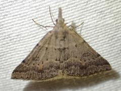 Dichromodes mesogonia