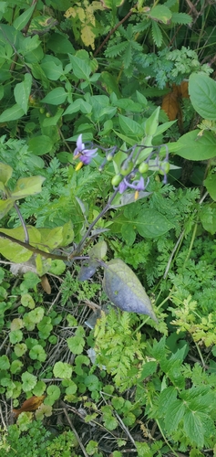 Solanum dulcamara