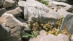 Sedum rubens