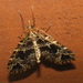 Psaliodes - Photo (c) Anita Gould, some rights reserved (CC BY-NC), uploaded by Anita Gould
