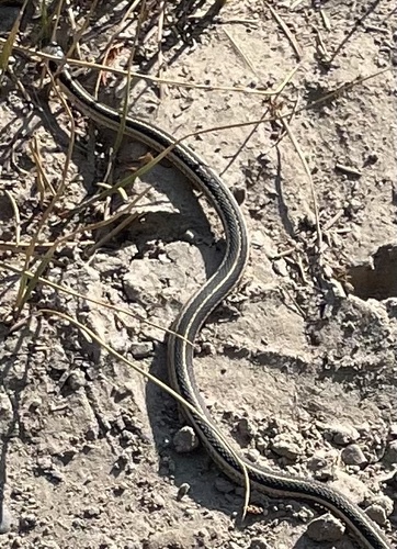 iNaturalist observation photo of Mountain Garter Snake