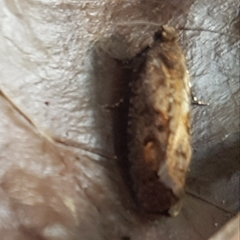 Cryptaspasma querula