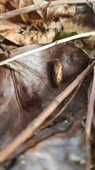 Cryptaspasma querula