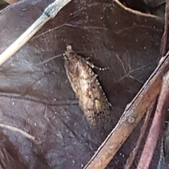 Cryptaspasma querula