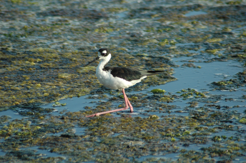 iNaturalist observation photo of Black-necked Stilt