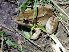 Leptodactylus guianensis