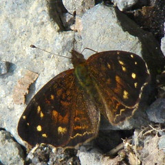 Anthanassa atronia