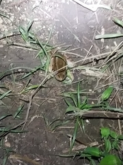 Leptodactylus guianensis