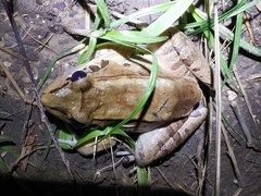Leptodactylus guianensis