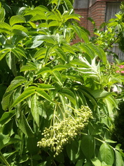 Sambucus peruviana