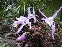Pleione praecox