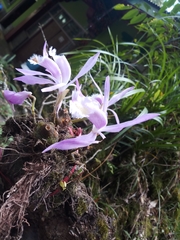 Pleione praecox