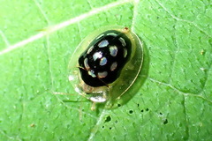 Plagiometriona stillata