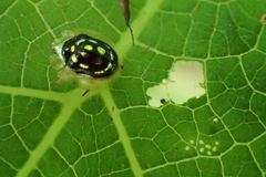 Plagiometriona stillata