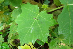 Plagiometriona stillata