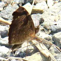 Anthanassa atronia