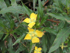 Ludwigia elegans