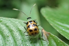 Diabrotica limitata