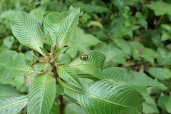 Diabrotica limitata