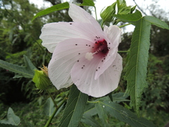 Hibiscus striatus