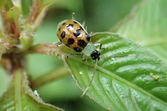 Diabrotica limitata