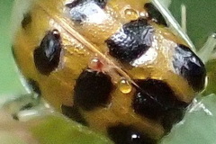 Diabrotica limitata