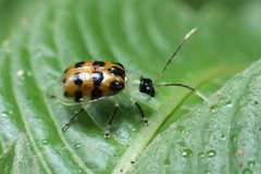 Diabrotica limitata