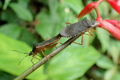 Leptoscelis elongator