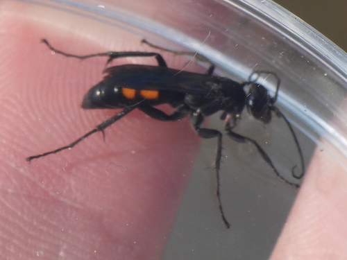 Anoplius americanus photo 4