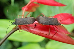 Leptoscelis elongator