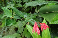 Leptoscelis elongator