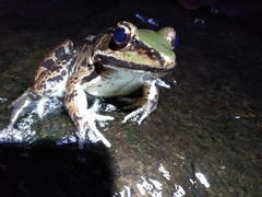 Lithobates palmipes