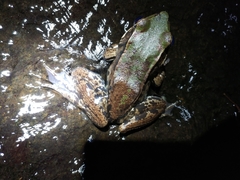 Lithobates palmipes