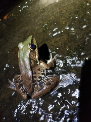 Lithobates palmipes