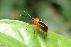 Horciasinus wallengreni