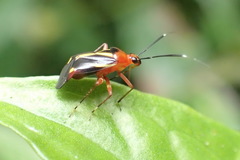 Horciasinus wallengreni