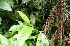 Horciasinus wallengreni