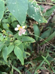 Hymeniini