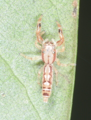 Padillothorax semiostrinus