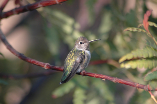 iNaturalist observation photo of Anna's Hummingbird